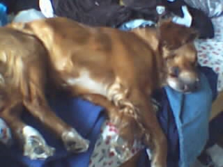 CIGANO MON CHIEN